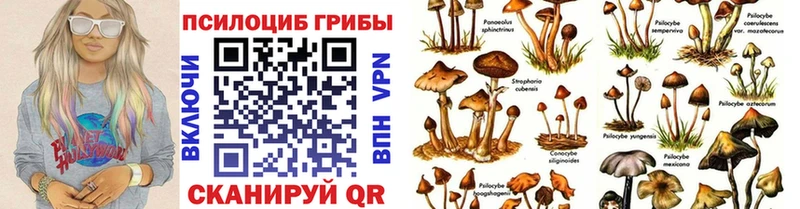 мега   купить   Кудымкар  Псилоцибиновые грибы Magic Shrooms 
